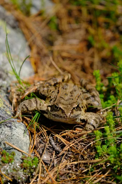 Froschschenkel zum Abendessen?