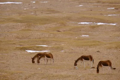 Tibetische Wildesel (Kiang)