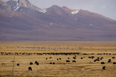 Yaks in den Ebenen von Changthang