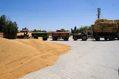 Getreideernte in der Türkei