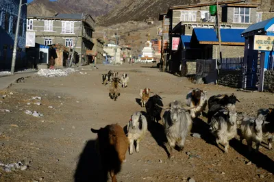 ...und deren zahme Version in Manang