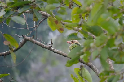 Braunkopf-Bartvogel