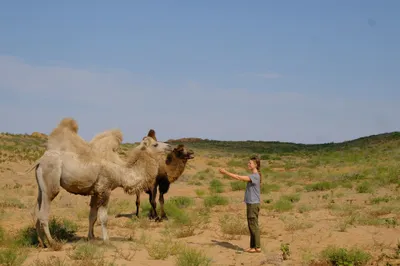 Steppenfreunde in Kasachstan