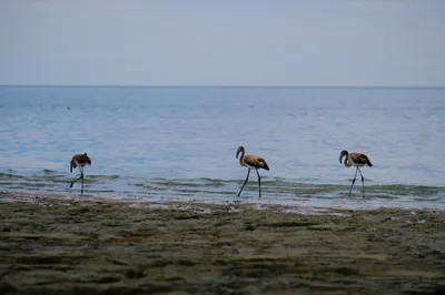 Flamingos