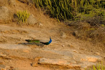 Pfau: Nationalvogel Indiens