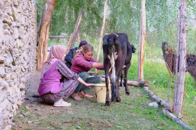 Frische Milch soll verdient sein