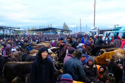 Sonntäglicher Tiermarkt in Karakol