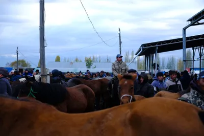 Ein Pferd für Janosch...