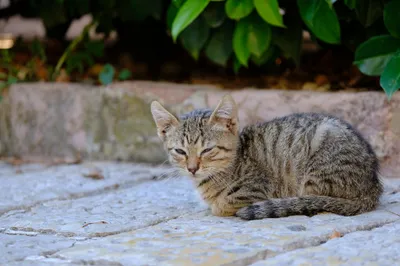 Katzen: ein Wahrzeichen von Kotor