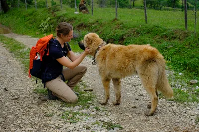 Stacheliges Halsband schützt den Herdenschutzhund vor Wolfsbissen.